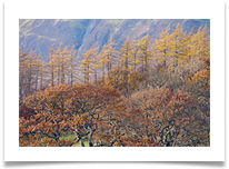 13 - Totally Autumn - Chris Beesley